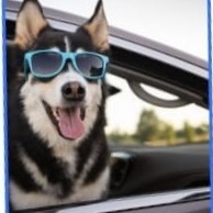 Team Page: Sophie’s Special Ops